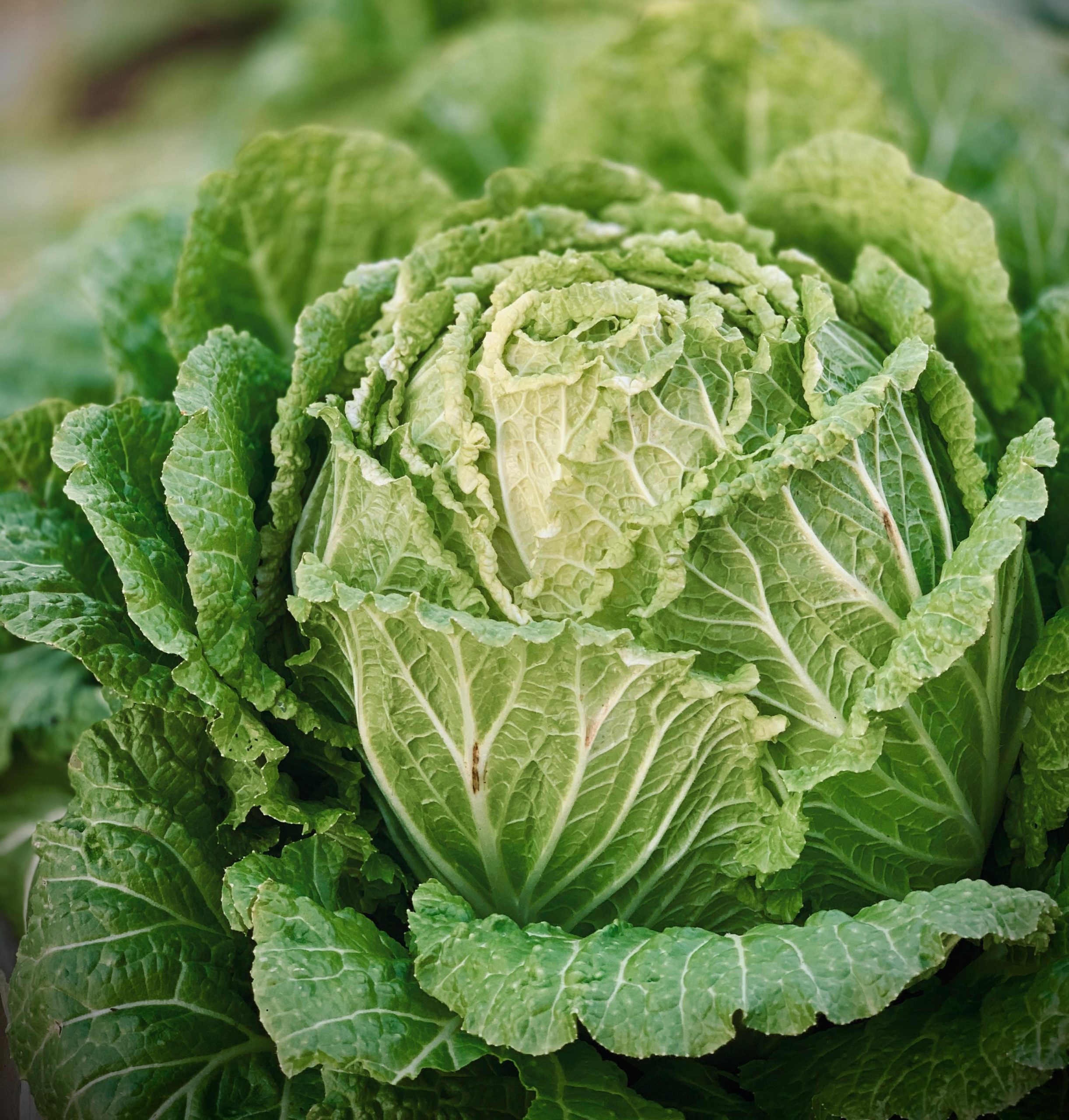 Cabbage_Amp