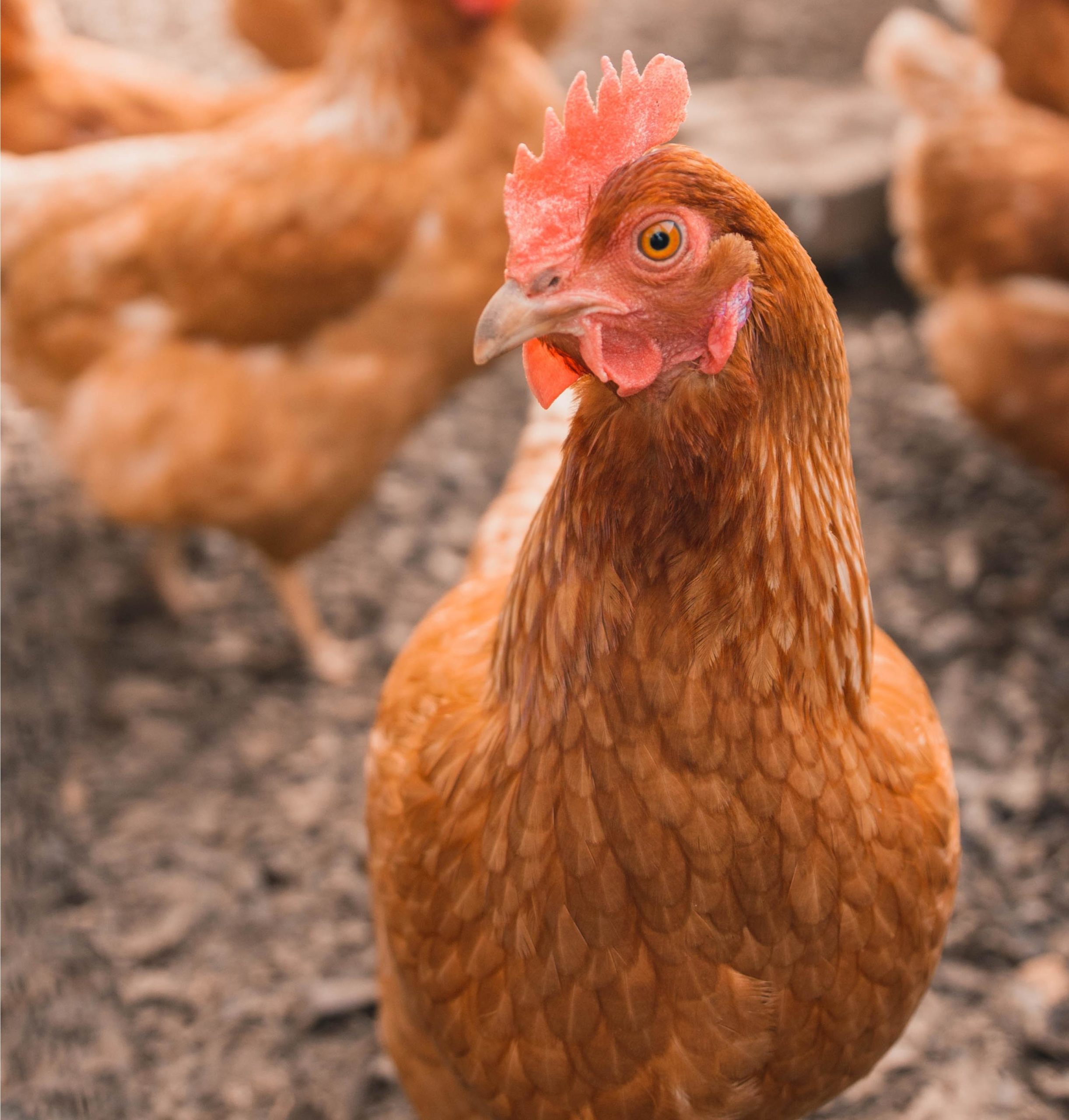 Chicken_Amp