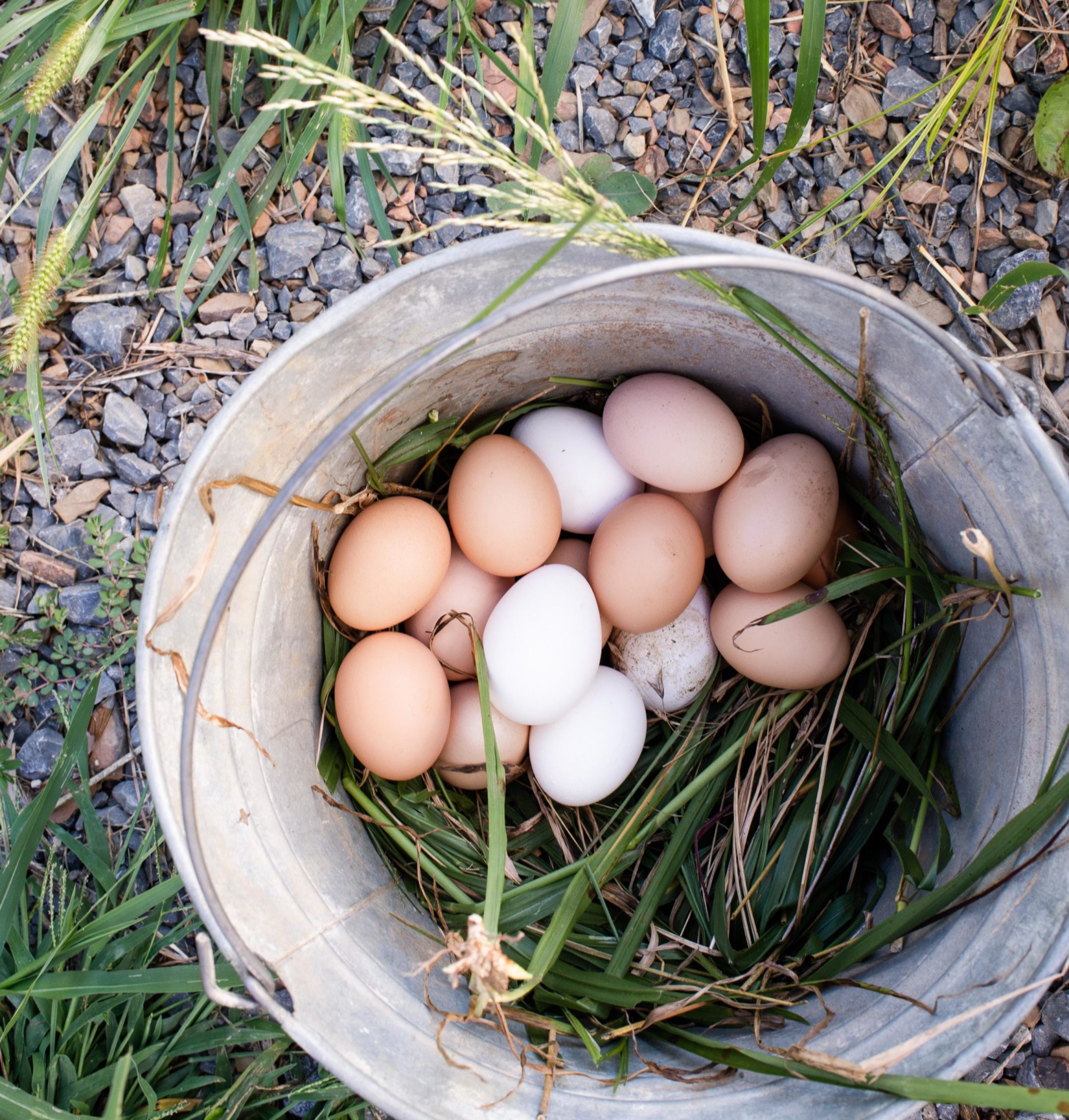 Eggs_Amp