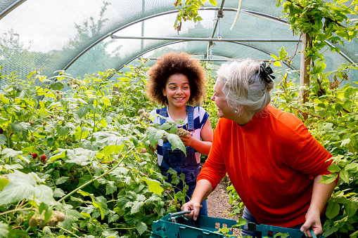 Happy young and old farmers or gardeners working outdoors at a community farm.