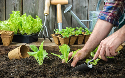 The Ultimate Guide to Starting Your Own Organic Garden